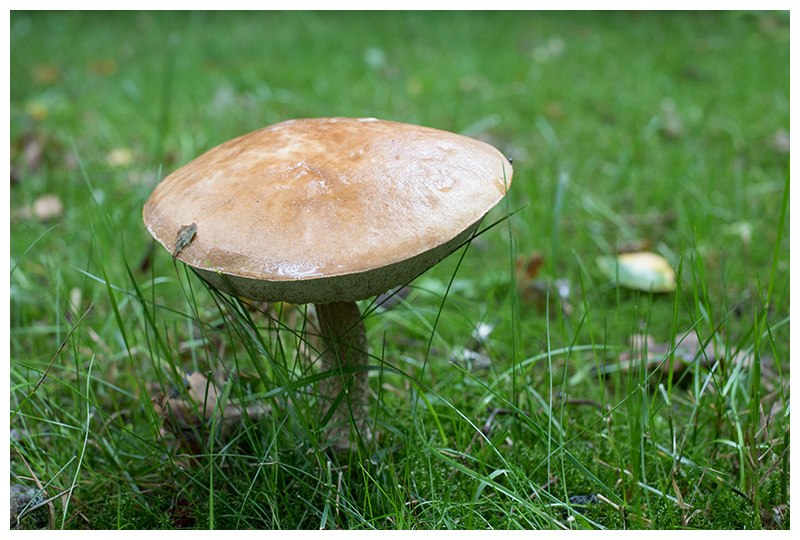 Leccinum scabrum