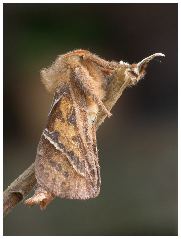 Hepialidae sylvina   