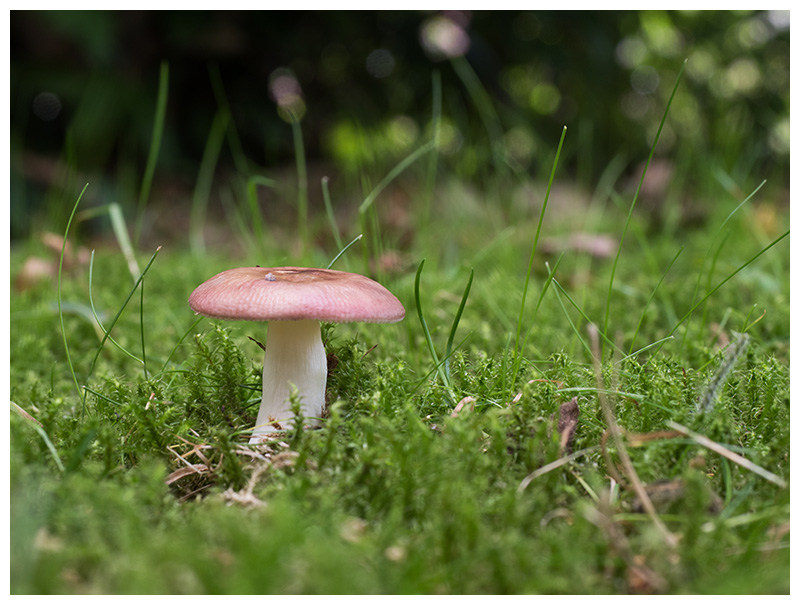 Russula nitida   