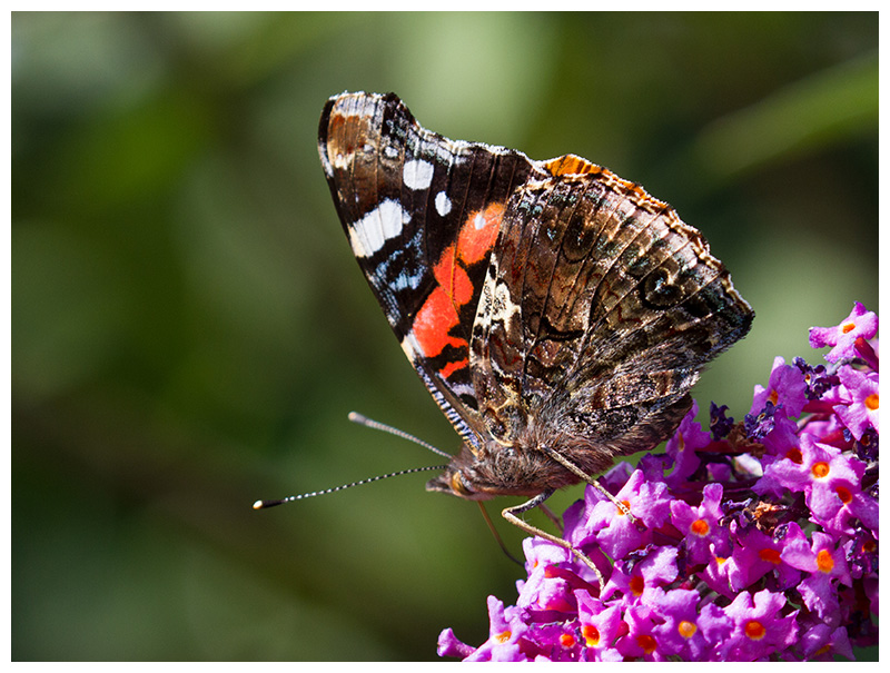 Vanessa atalanta