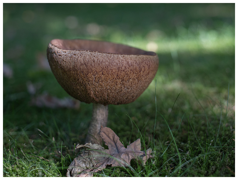 Leccinum scabrum