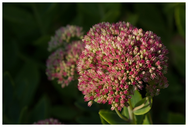 Sedum spectabile