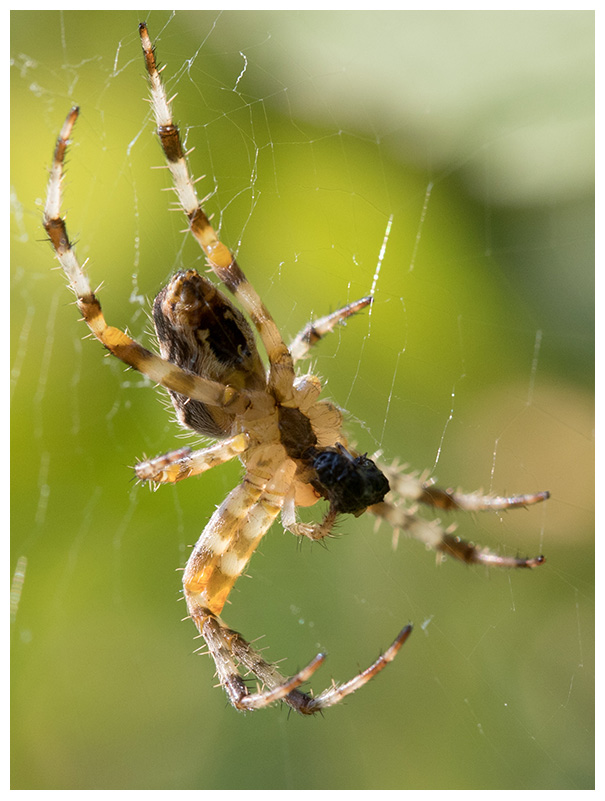 Araneus diadematus