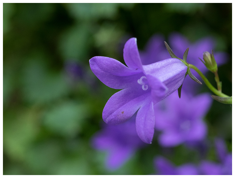 Campanula