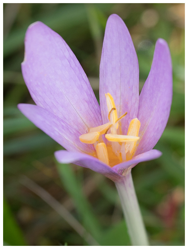 Colchicum autumnale