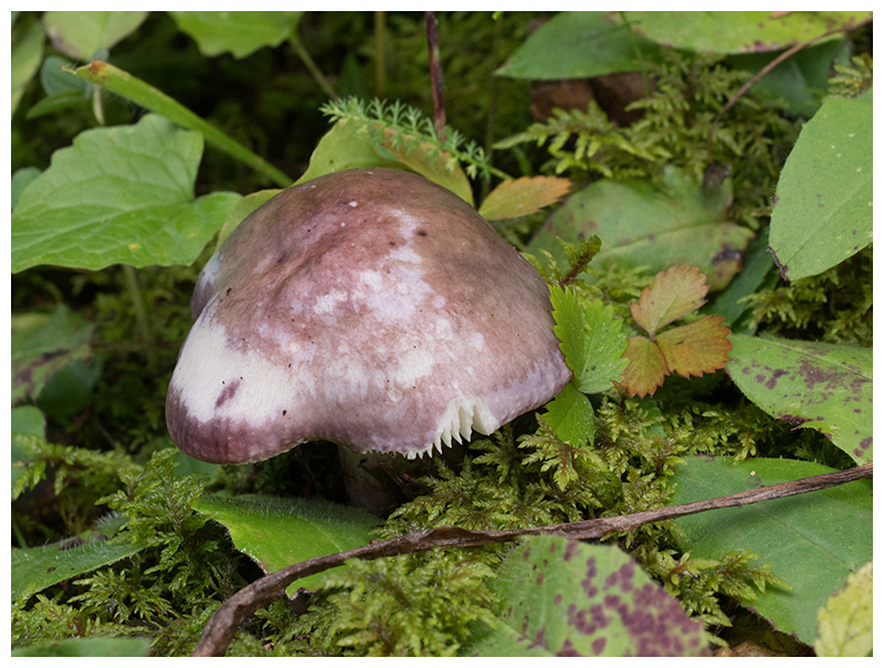 Russula 