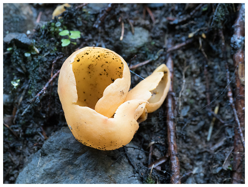Otidea alutacea   
