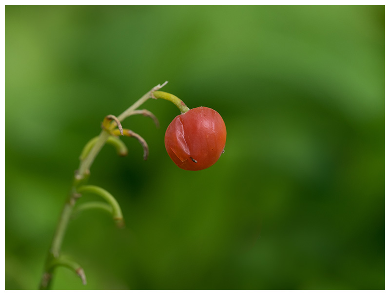 Convallaria majalis berry