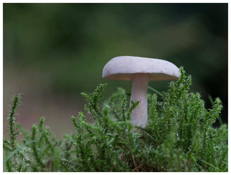 Lactarius glyciosmus