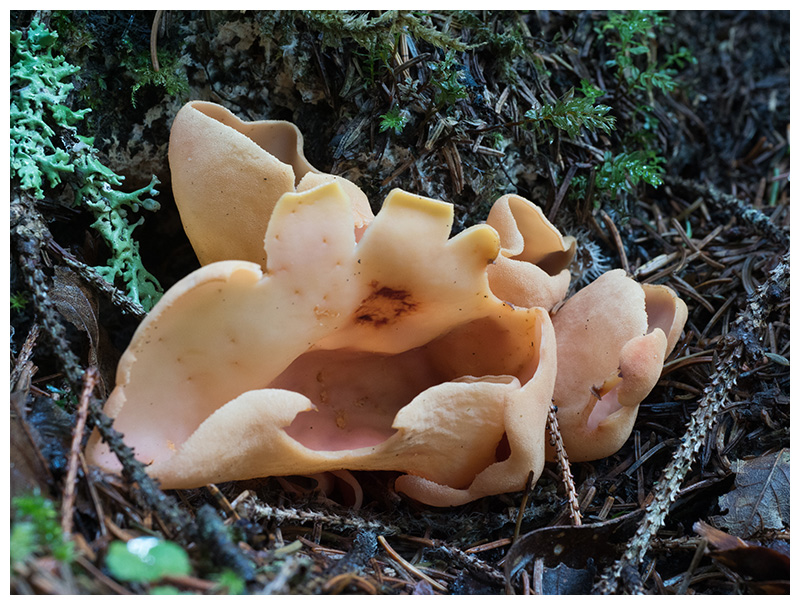Otidea alutacea   