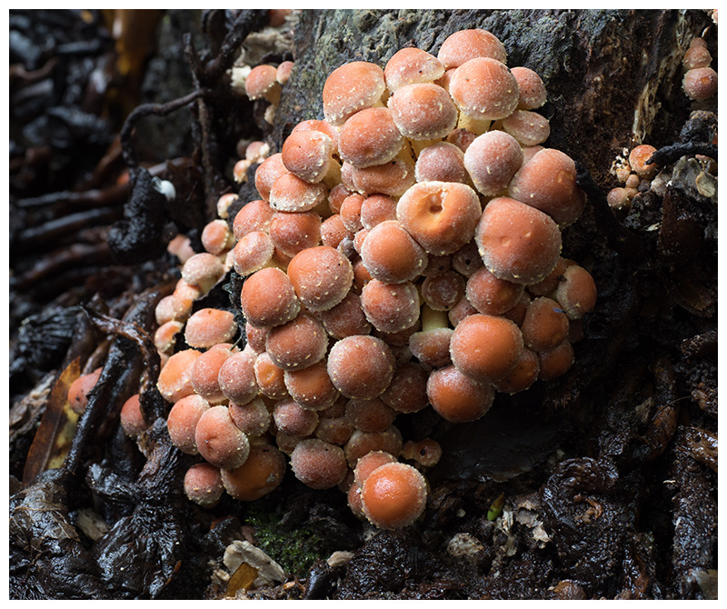Hypholoma sublateritium