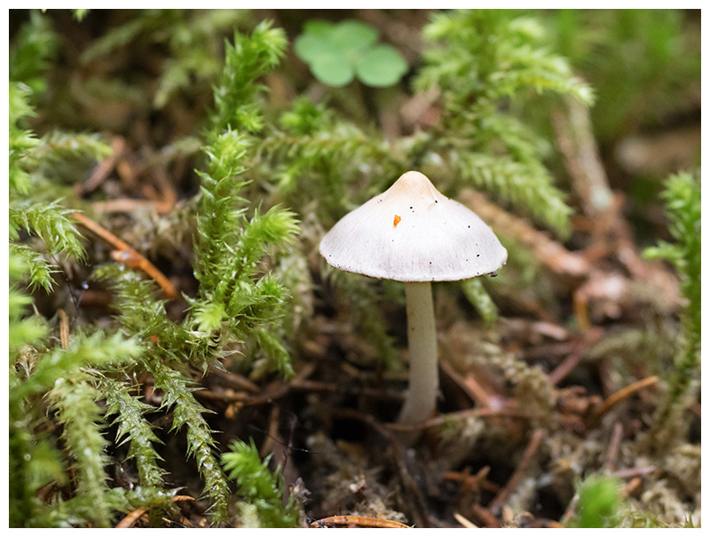 Inocybe  spec.   