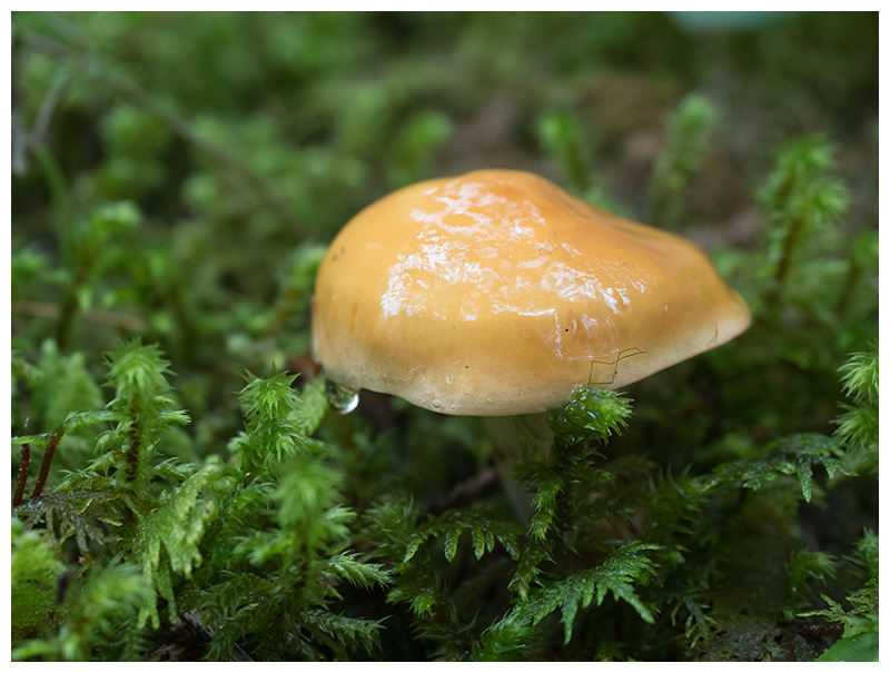 Gomphidius maculatus  