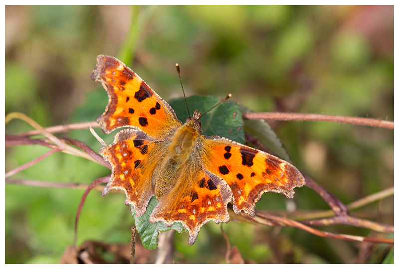 Polygonia c-album