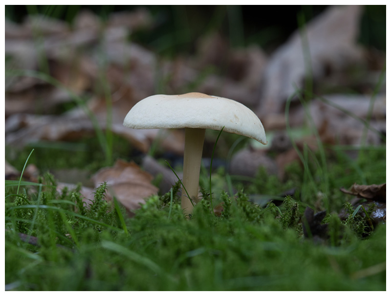 Collybia dryophila   