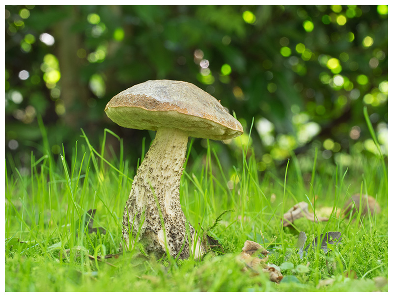 Leccinum scabrum