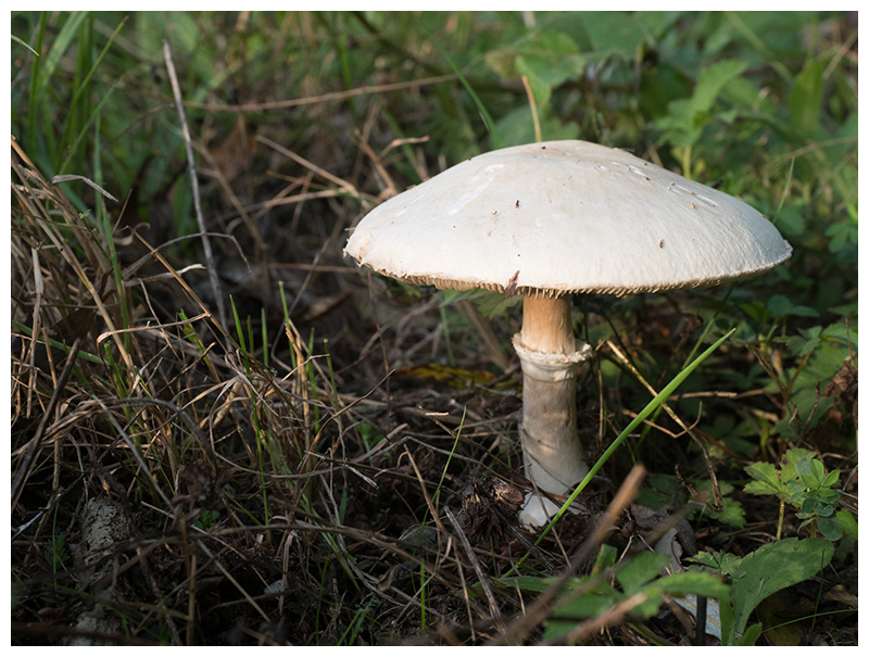 Agaricus bitorquis   