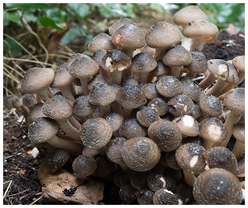 Armillaria ostoyae