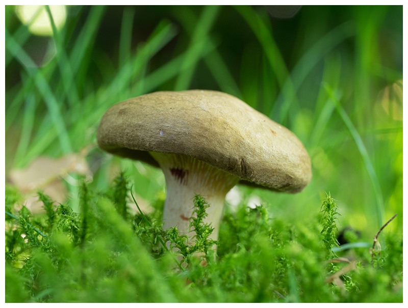 Paxillus involutus