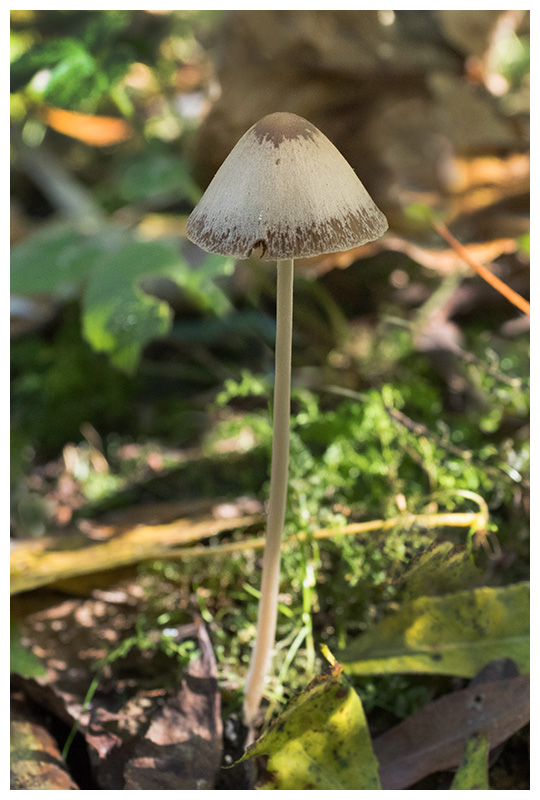 Psathyrella    
