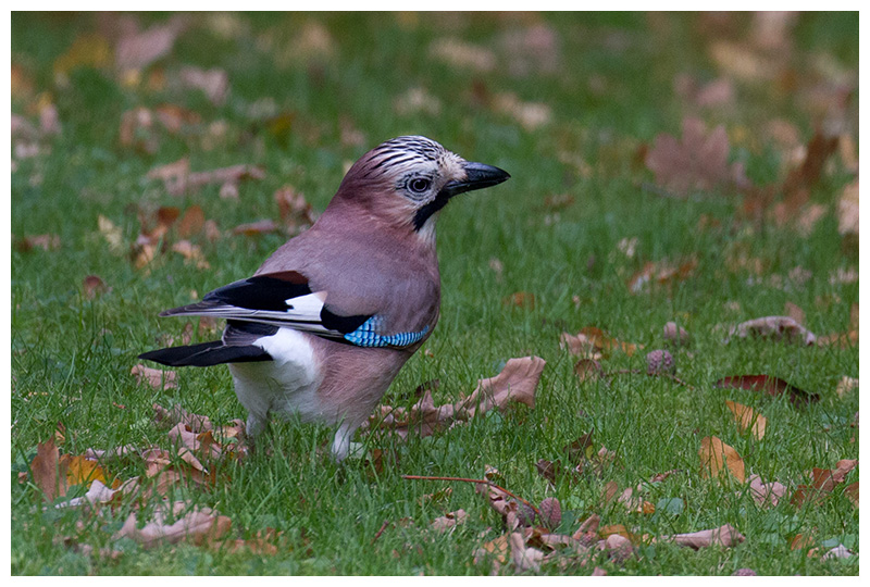 Eurasian Jay