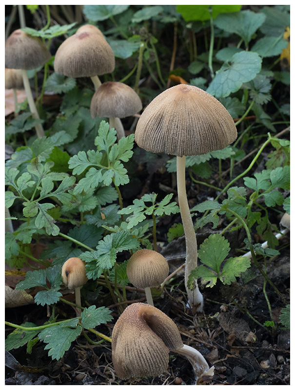 Coprinellus micaceus