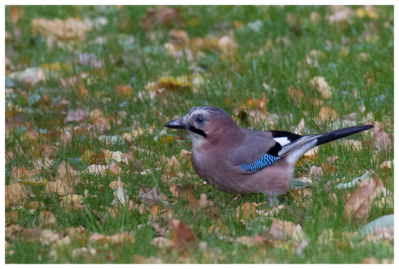 Eurasian Jay