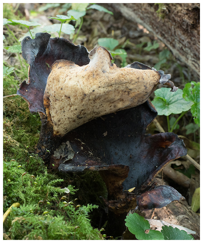 Polyporus durus   