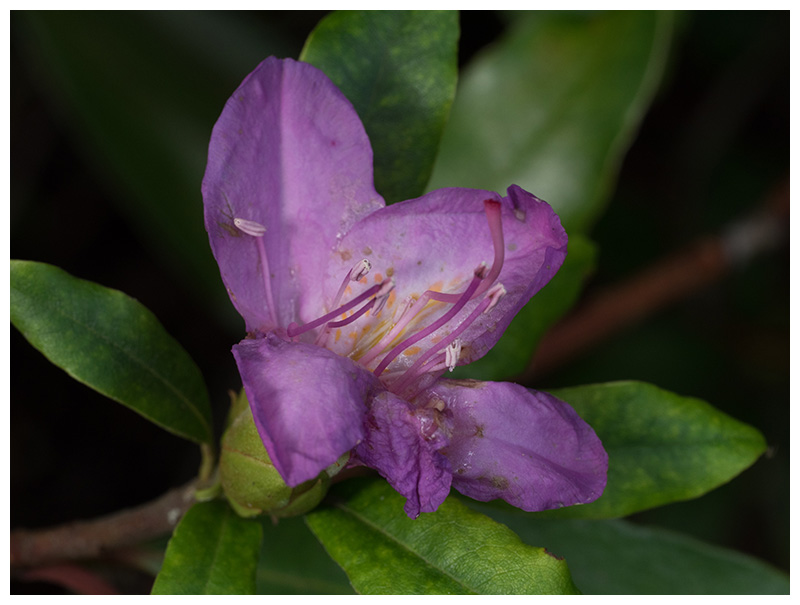 Rhododendron