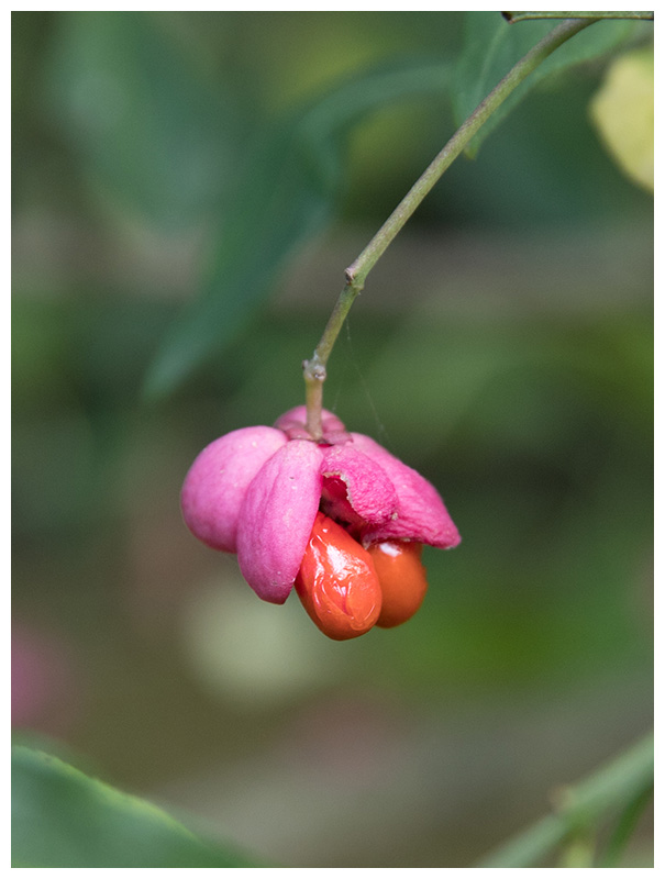 Spindle tree