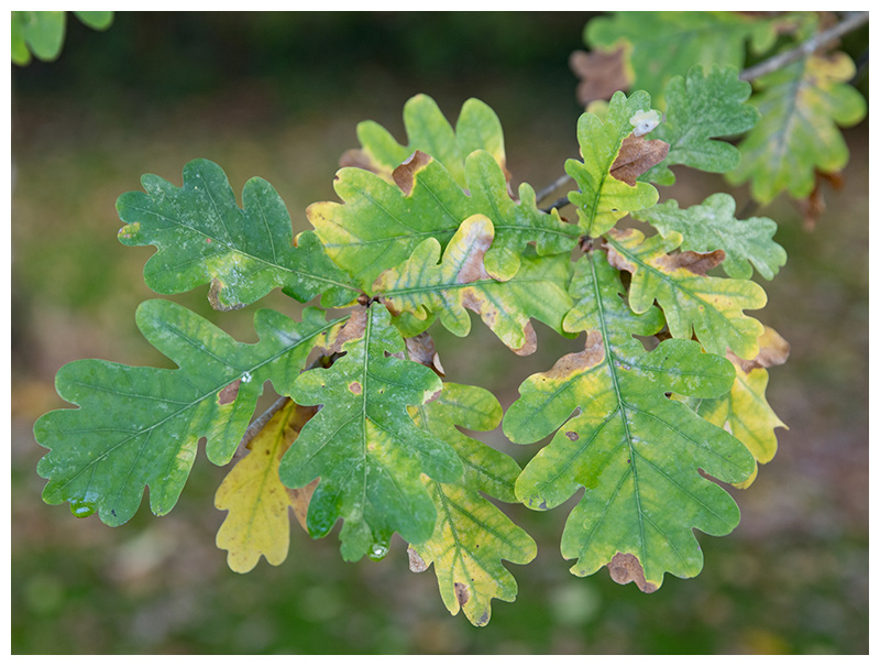 oak