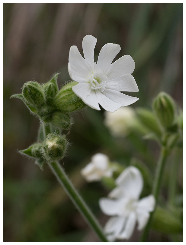 Silene latifolia  