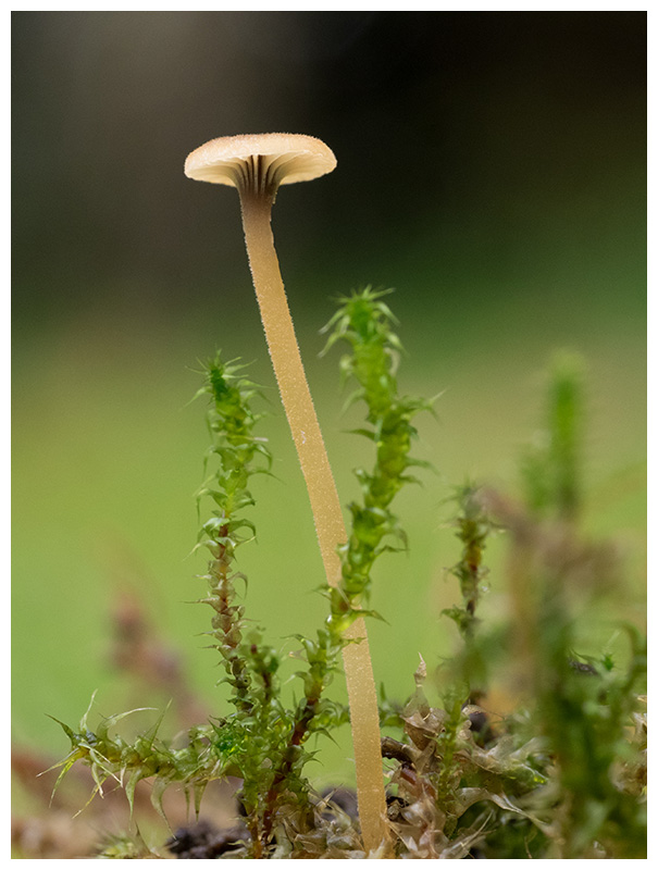 Rickenella swartzii