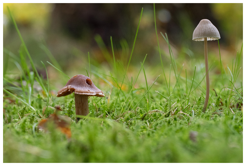 Inocybe et Mycena  