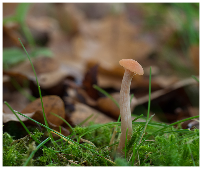 Laccaria laccata