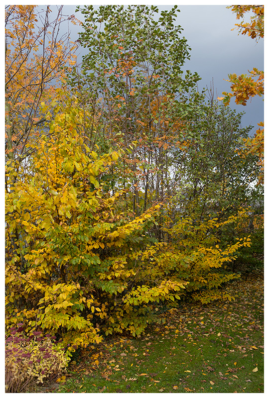 autumn