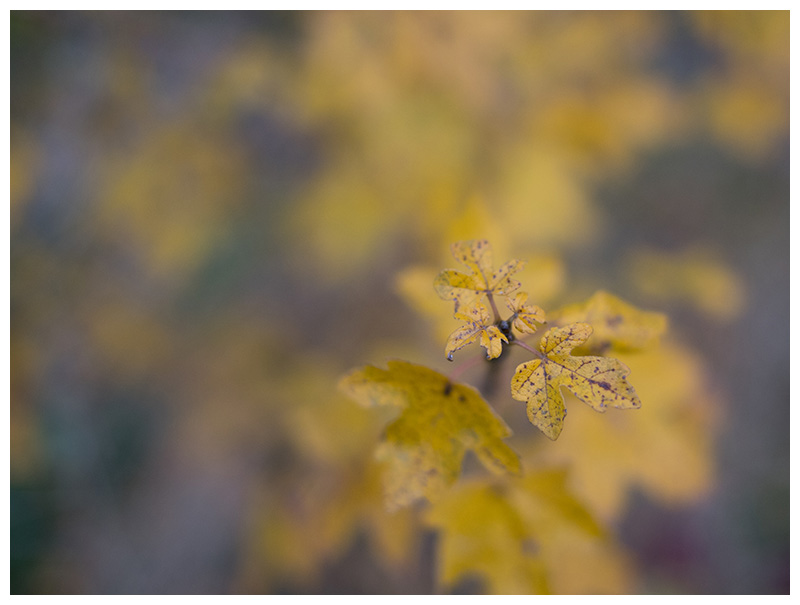 Acer campestre