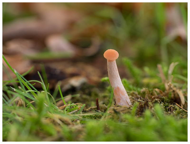 Laccaria laccata