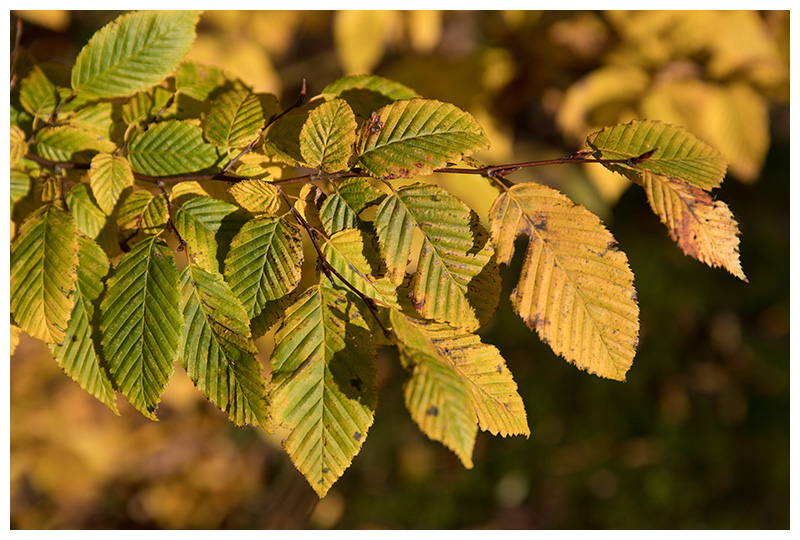 Carpinus betulus