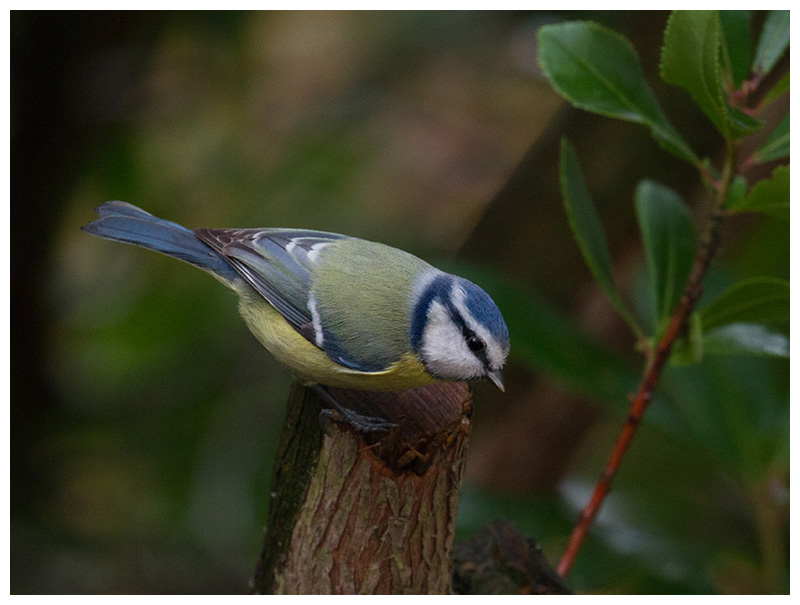 Blue Tit