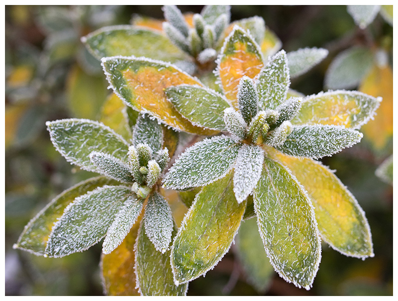 hoarfrost