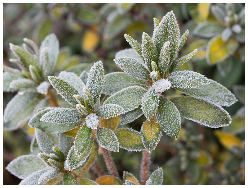 hoarfrost