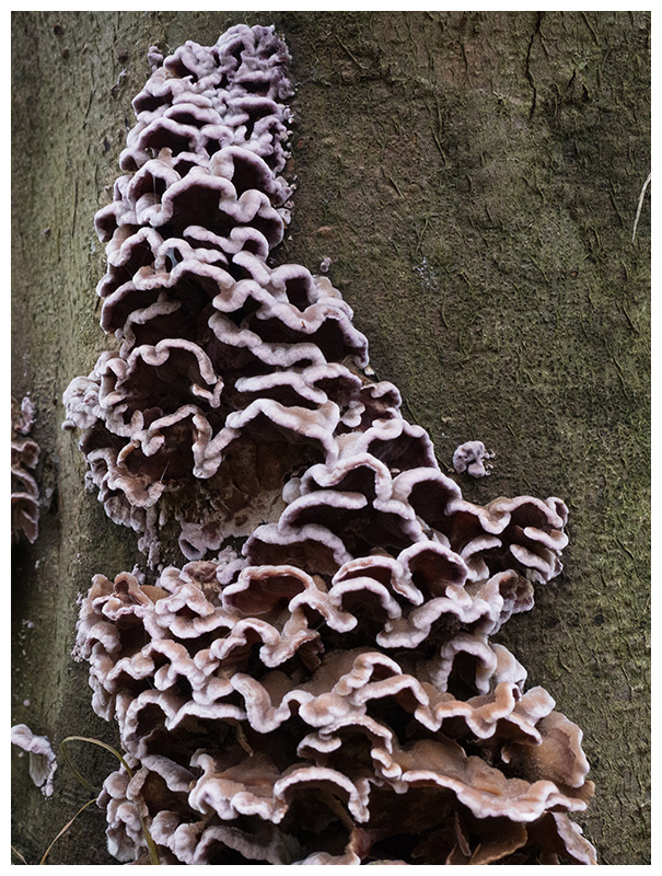 Chondrostereum purpureum  