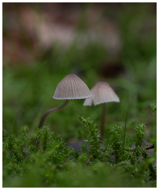 Mycena galopus