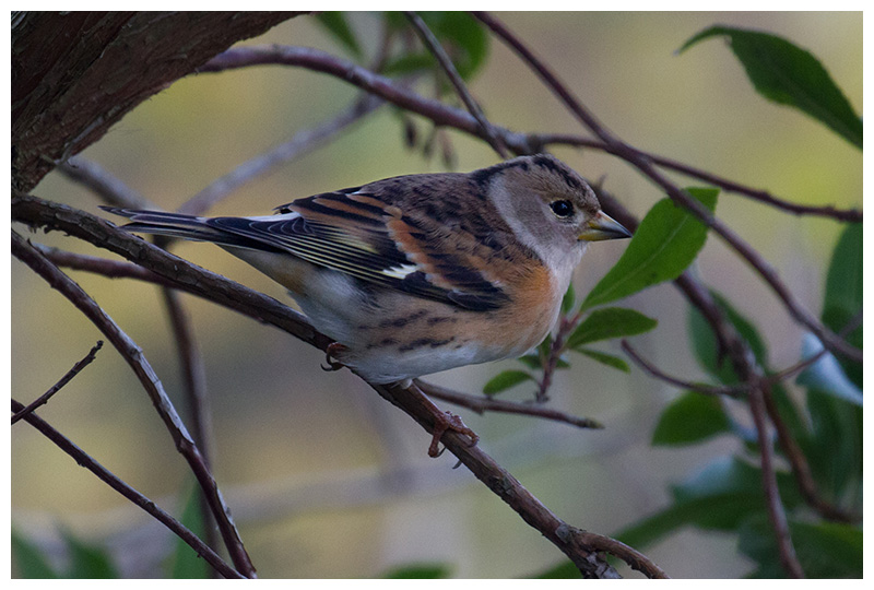 Brambling ♀