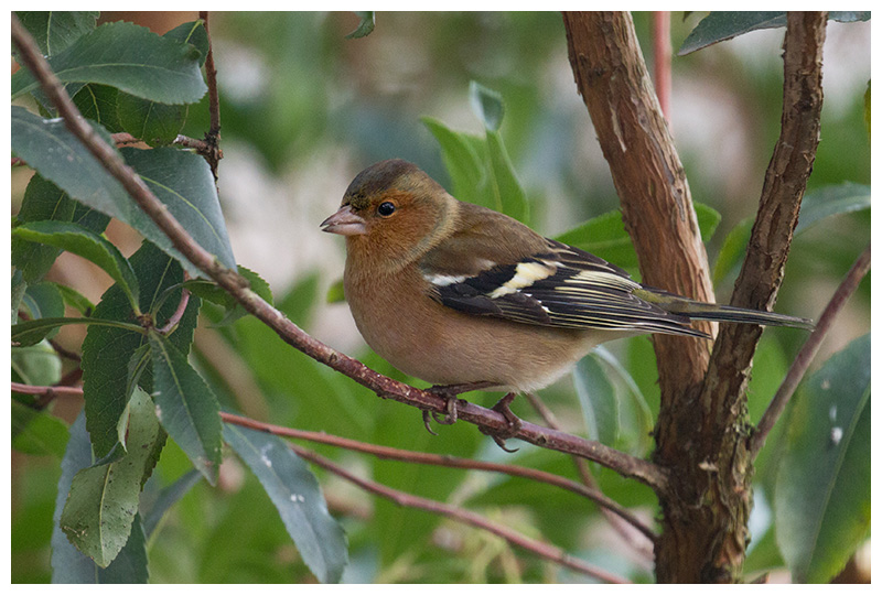 Chaffinch ♂