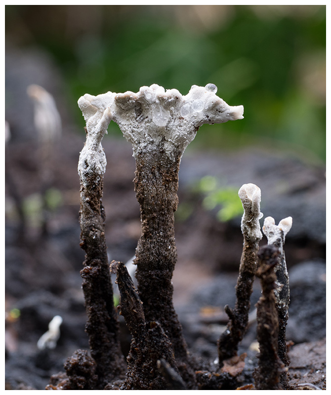 Xylaria hypoxylon