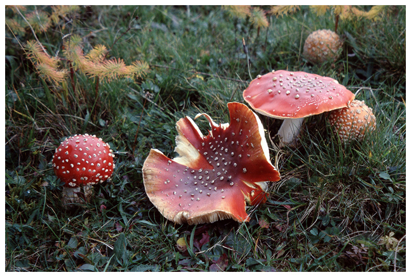 Amanita muscaria