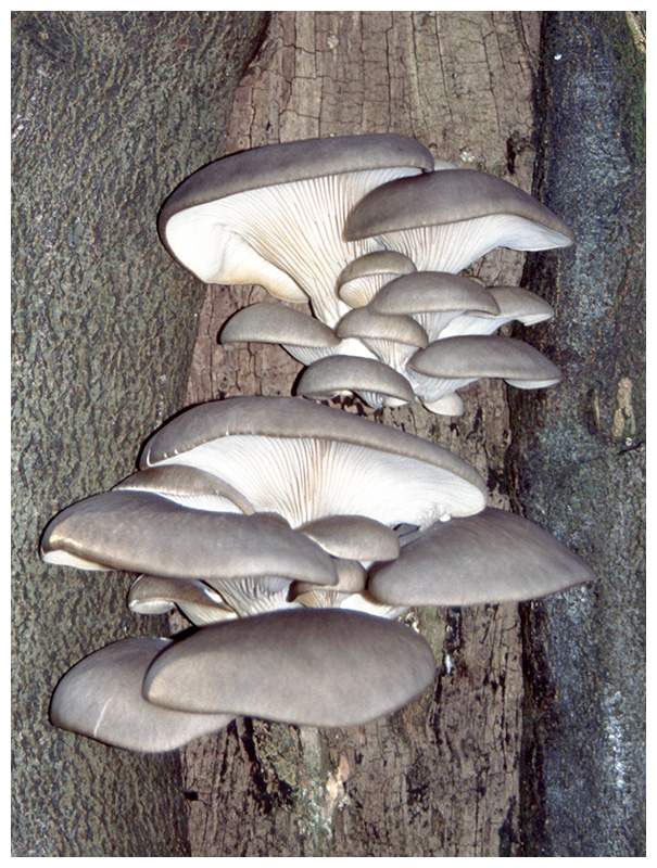 Pleurotus ostreatus  