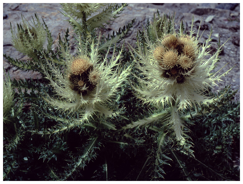 Cirsium spinosissimum   